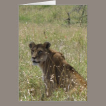 Lioness in Tall Grass cards