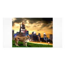 Lioness in the City photo cards