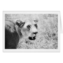 Lioness in the Serengeti cards by ksmcnerney Lioness in the Serengeti cards