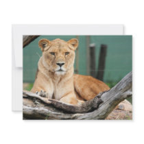 Lioness invitations