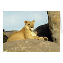 Lioness Keeping Watch cards