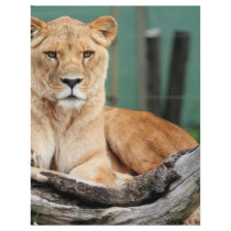 Lioness letterhead