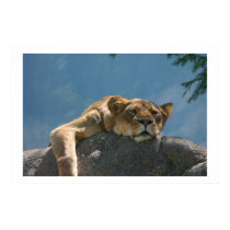 Lioness Lounging posters by alexmarie Lioness Lounging posters