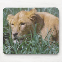 lioness mousepads