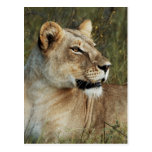 Lioness Panthera Leo photograph Post Card