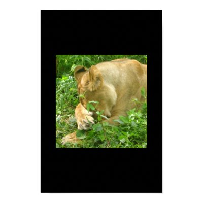lioness paw cover poster by iluvsrk