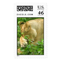 lioness paw cover stamp
