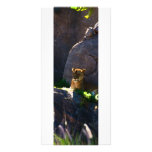 Lioness - Photo Card photo cards