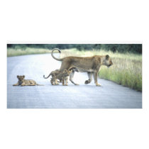 Lioness Customized Photo Card