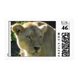 Lioness Postage Stamp