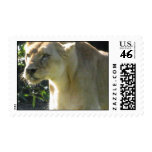 Lioness Postage Stamp