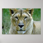 Lioness Print