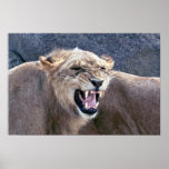 Lioness Poster