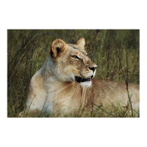 Lioness poster, print, image, photograph by Rowood Lioness poster, print, image, photograph
