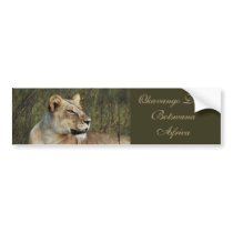 Lioness safari bumper stickers bumper stickers by Rowood Lioness safari bumper stickers bumper stickers