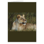 Lioness - safari greeting cards