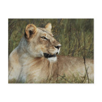 Lioness - safari greetings postcards by Rowood Lioness - safari greetings postcards