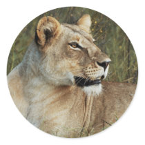 Lioness safari stickers - customize
