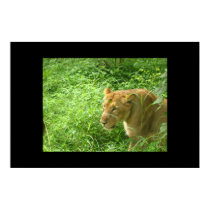 lioness stalking poster posters by iluvsrk lioness stalking poster posters