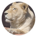 Lioness stickers