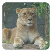 Lioness Sticker