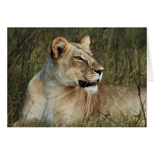 Lioness - wildlife safari greeting cards