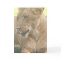 Lioness with Tongue Out Greeting Card