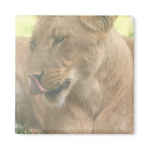 Lioness with Tongue Out Magnet
