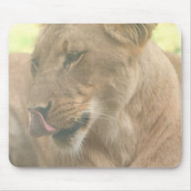 Lioness with Tongue Out Mouse Pad