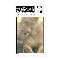 Lioness with Tongue Out Postage Stamp