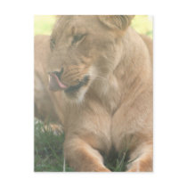 Lioness with Tongue Out Postcard