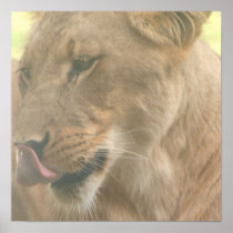 Lioness with Tongue Out Poster
