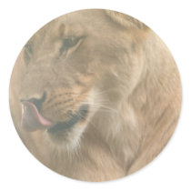 Lioness with Tongue Out Stickers