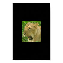 Lioness yawn1 poster posters