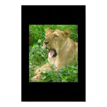 lioness yawn2 poster posters