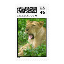 lioness yawn2 stamp