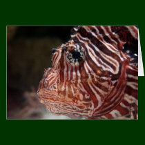 Lionfish cards