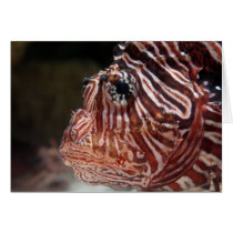 Lionfish cards by cunningba Lionfish cards
