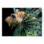 Lionfish Card