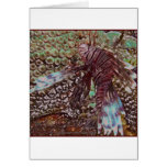 Lionfish Cards