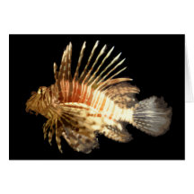 Lionfish Cards