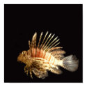 Lionfish in the dark posters by S_Evelyn_Vincent Lionfish in the dark posters