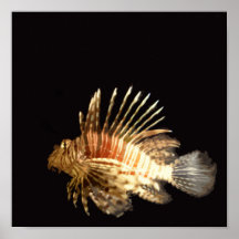 Lionfish in the dark posters