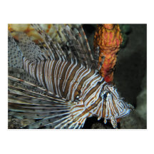 Lionfish Post Card