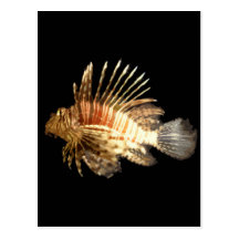 Lionfish Post Card