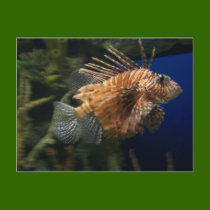 Lionfish Postcard by BoyScoutTroop102 Lionfish Postcard