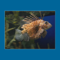 Lionfish Postcard postcards