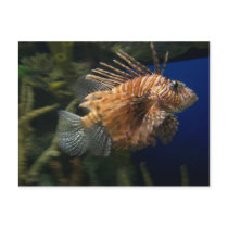 Lionfish Postcard by BoyScoutTroop102 Lionfish Postcard