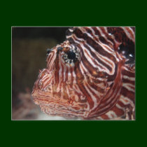 Lionfish postcards