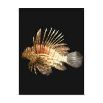 Lionfish Post Card